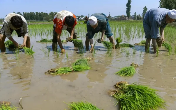 Kharif crop’s sowing delayed 23% due to monsoon