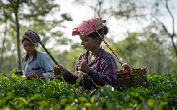 Nepal’s 60,000 workers at risk after India tighten tea export rules