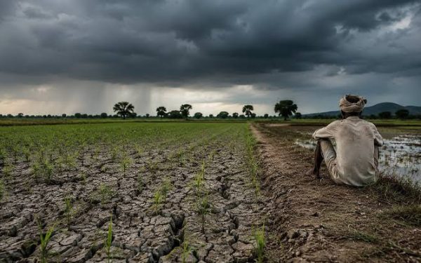 Kharif sowing acreage down 6% as rains stay uneven