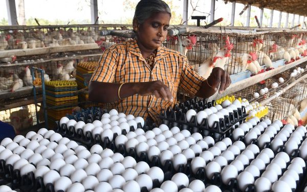 Indian egg prices hit record as heat raises farm costs