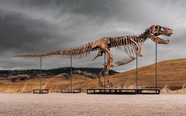 T. rex sells for $50 million, most expensive dinosaur fossil ever auctioned
