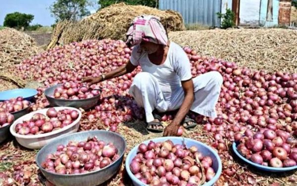 Govt raises onion buffer procurement price by 13% to support farmers