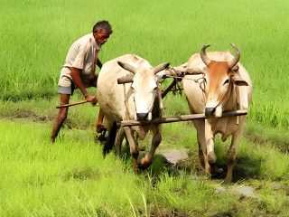 Farmer IDs India: 40% of Sown Area Still Not Linked