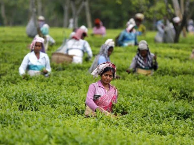 Tea Prices Fall 17% In North India As Floods, Heat Hit Production