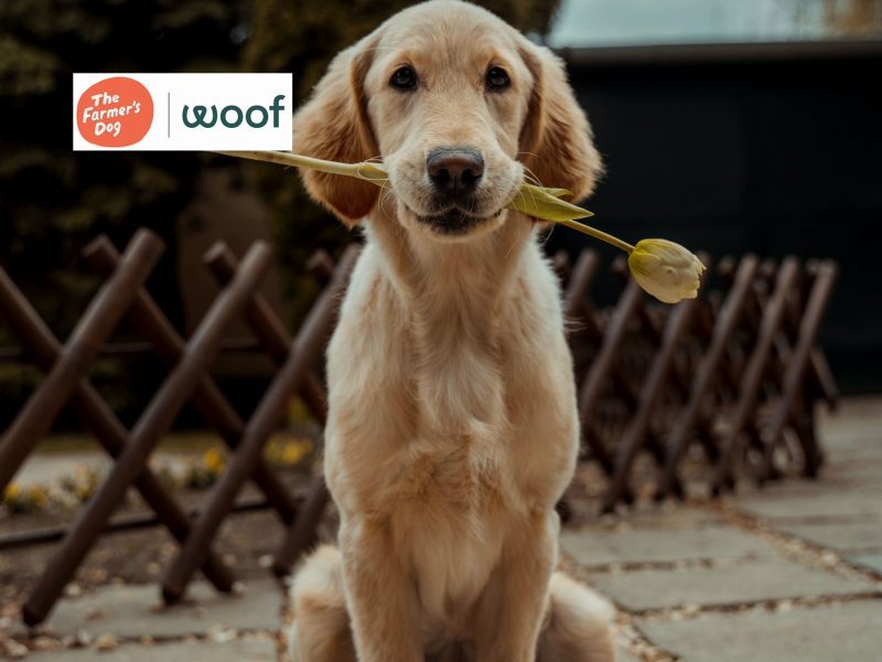 The Farmer’s Dog Acquisition Closes With Woof