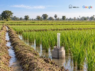 Mitti Labs Carbon Credits Deal Targets Rice Methane